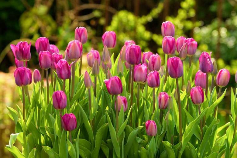 Tulip 'Roussillon', Triumph Tulip 'Roussillon', Tulip 'Roussillion', Triumph Tulip 'Roussillion',Triumph Tulips, Spring Bulbs, Spring Flowers