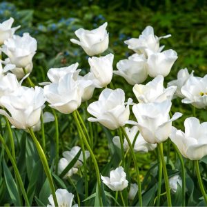 Tulipa Royal Virgin,Tulip 'Royal Virgin', Triumph Tulip 'Royal Virgin', Triumph Tulips, Spring Bulbs, Spring Flowers, Tulipe Royal Virgin, White Tulips, Tulipes Triomphe,Creamy tulips, Mid spring tulips