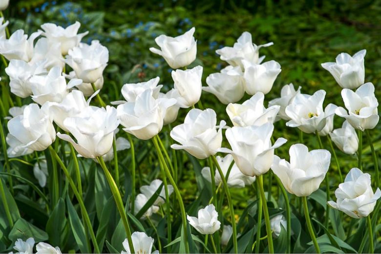 Tulipa Royal Virgin,Tulip 'Royal Virgin', Triumph Tulip 'Royal Virgin', Triumph Tulips, Spring Bulbs, Spring Flowers, Tulipe Royal Virgin, White Tulips, Tulipes Triomphe,Creamy tulips, Mid spring tulips