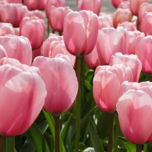 Tulipa 'Salmon Impression', Tulip 'Salmon Impression', Darwin Hybrid Tulip Salmon Impression', Darwin Hybrid Tulips, Spring Bulbs, Spring Flowers, Pink Tulip