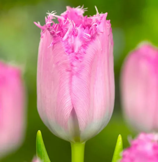 Tulipa 'Santander', Tulip 'Santander', Fringed Tulip 'Santander', Fringed Tulips, Spring Bulbs, Spring Flowers, pink Tulips, Tulipes Dentelle