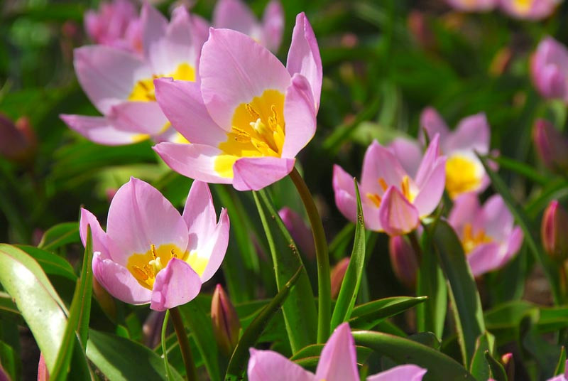 Tulipa saxatilis 'Lilac Wonder' (Botanical Tulip)
