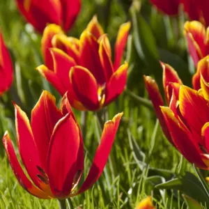 Tulipa schrenkii, TTulip schrenkii, Schrenk's Tulip, Botanical Tulip, Tulip Species, Rock Garden Tulip, Wild Tulip