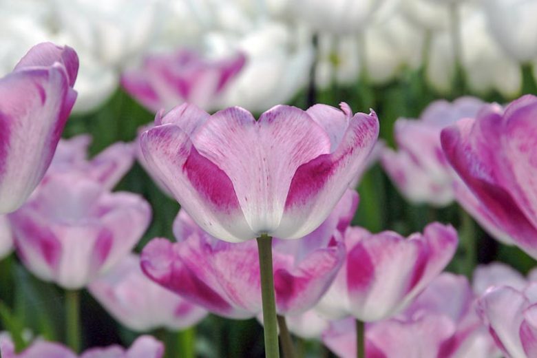 Tulipa Shirley, Tulip 'Shirley', Triumph Tulip 'Shirley', Triumph Tulips, Spring Bulbs, Spring Flowers, White tulip, Purple Tulip