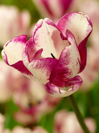 Tulipa 'Shiun',Tulip 'Shiun', Triumph Tulip 'Shiun', Triumph Tulips, Spring Bulbs, Spring Flowers, Purple Tulip, Bicolor Tulip, White Tulip
