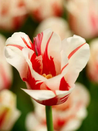 Tulipa 'Sorbet', Tulip 'Sorbet', Single Late Tulip 'Sorbet', Single Late Tulips, Spring Bulbs, Spring Flowers, White Tulip, Bicolor Tulip, Single Late Tulip