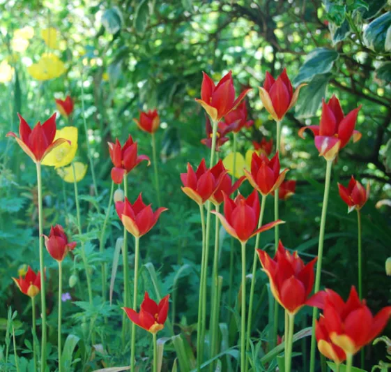 Tulipa Sprengeri, Sprenger Tulip, Botanical Tulip, Red Tulip, Spring bulbs, Tulip Species
