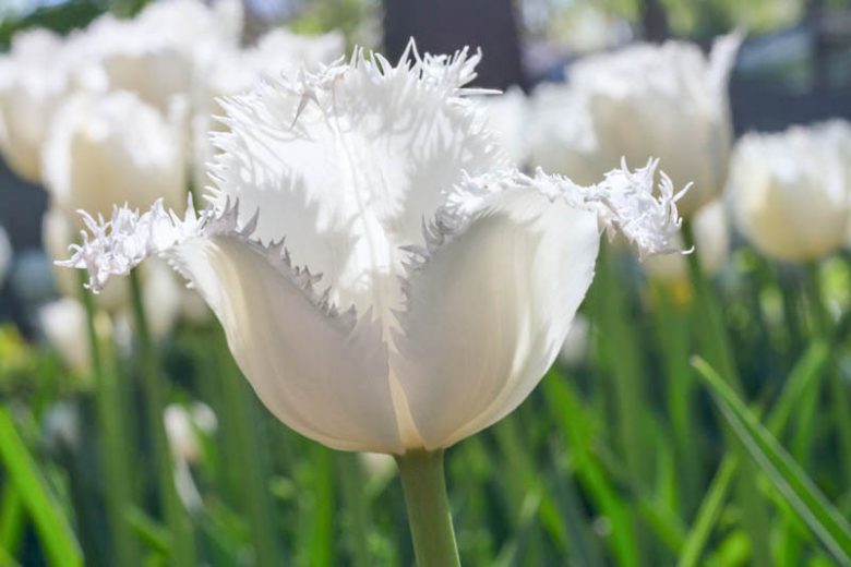 Tulipa Swan Wings, Tulip 'Swan Wings', Fringed Tulip 'Swan Wings', Fringed Tulips, Spring Bulbs, Spring Flowers, Tulipe Swan Wings, White tulips, Tulipes Dentelle