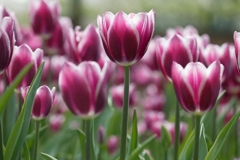 Tulip 'Synaeda Blue', Triumph Tulip Synaeda Blue', Triumph Tulips, Spring Bulbs, Spring Flowers, Tulipa 'Synaeda Blue, Purple Tulips, Bicolor Tulip, Tulipes Triomphe, Mid spring tulips