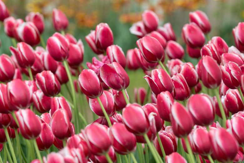 Tulipa 'Toyota, Tulip 'Toyota', Single Late Tulip 'Toyota', Single Late Tulips, Spring Bulbs, Spring Flowers, White Tulip, Bicolor Tulip, Single Late Tulip