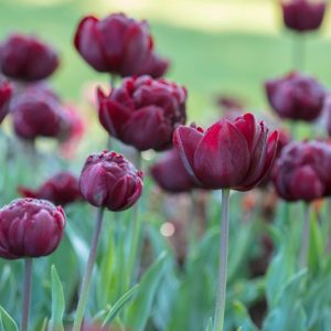Tulipa 'Uncle Tom',Tulip 'Uncle Tom', Double Late Tulip 'Uncle Tom', Double Late Tulips, Spring Bulbs, Spring Flowers, Tulipe Uncle Tom, Dark Tulips, Black Tulips, Late spring tulips, Tulipes Doubles Tardives