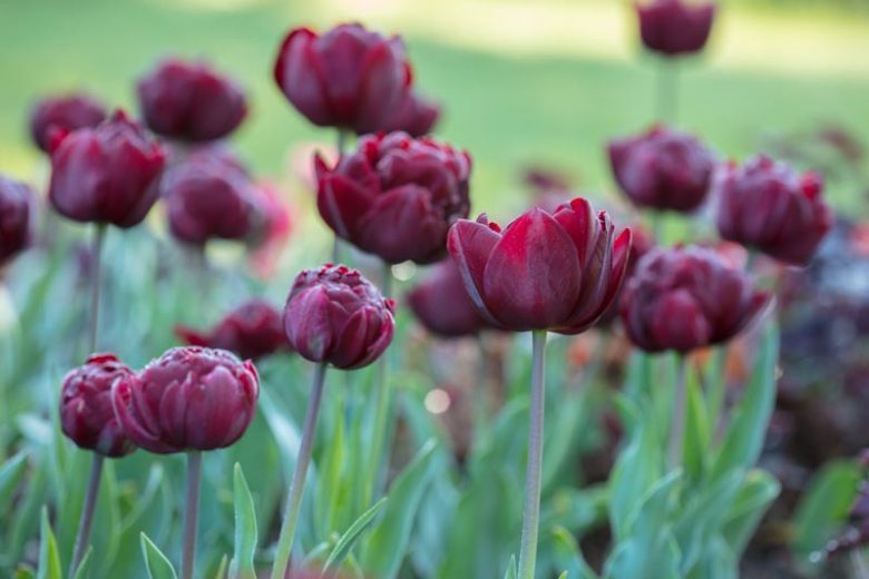 Tulipa 'Uncle Tom',Tulip 'Uncle Tom', Double Late Tulip 'Uncle Tom', Double Late Tulips, Spring Bulbs, Spring Flowers, Tulipe Uncle Tom, Dark Tulips, Black Tulips, Late spring tulips, Tulipes Doubles Tardives