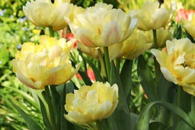 Tulipa ''Verona',Tulip 'Verona', Double Early Tulip 'Verona', Double Early Tulips, Spring Bulbs, Spring Flowers,Tulipe Verona, Double White Tulip, White Tulip, Double Yellow Tulip, Yellow Tulip