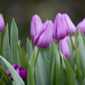 Tulipa 'Violet Beauty', Tulip 'Violet Beauty', Single Late Tulip 'Violet Beauty', Single Late Tulips, Spring Bulbs, Spring Flowers, Tulipe Violet beauty, Purple Tulip, Single Late Tulip