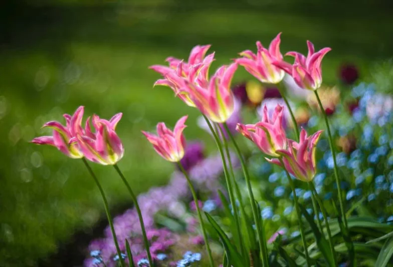 Tulipa 'Virichic' Tulip 'Virichic', Lily-Flowered Tulip 'Virichic', Lily-Flowering Tulip 'Virichic', Lily-Flowered Tulips, Spring Bulbs, Spring Flowers, Pink tulip, mid late season tulip, mid late spring tulip