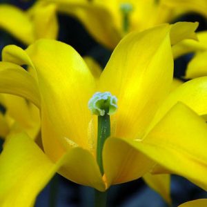 Tulipa West Point,Tulip 'West Point', Lily-Flowered Tulip 'West Point', Lily-Flowering Tulip 'West Point', Lily-Flowered Tulips, Spring Bulbs, Spring Flowers,Tulipe West Point,Lily Flowered Tulip, Yellow Tulip