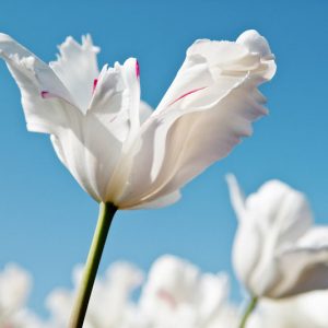 Tulipa 'White Parrot', Tulip 'White Parrot', Parrot Tulip 'White Parrot', Parrot Tulips, Spring Bulbs, Spring Flowers, Tulipe White Parrot, White Tulip, Tulipe Perroquet