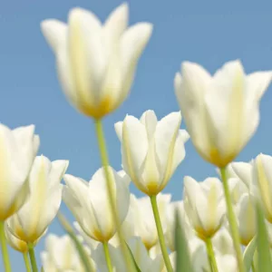 Tulipa White Triumphator, Tulip 'White Triumphator', Lily-Flowered Tulip 'White Triumphator', Lily-Flowering Tulip 'White Triumphator', Lily-Flowered Tulips, Spring Bulbs, Spring Flowers, Tulipe White Triumphator, white tulips, white lily-flowered tulips