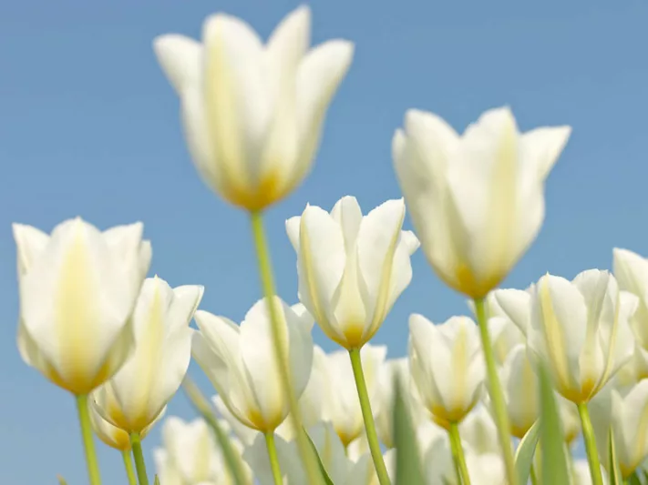 Bright White Capris-14/15 – Field Flower