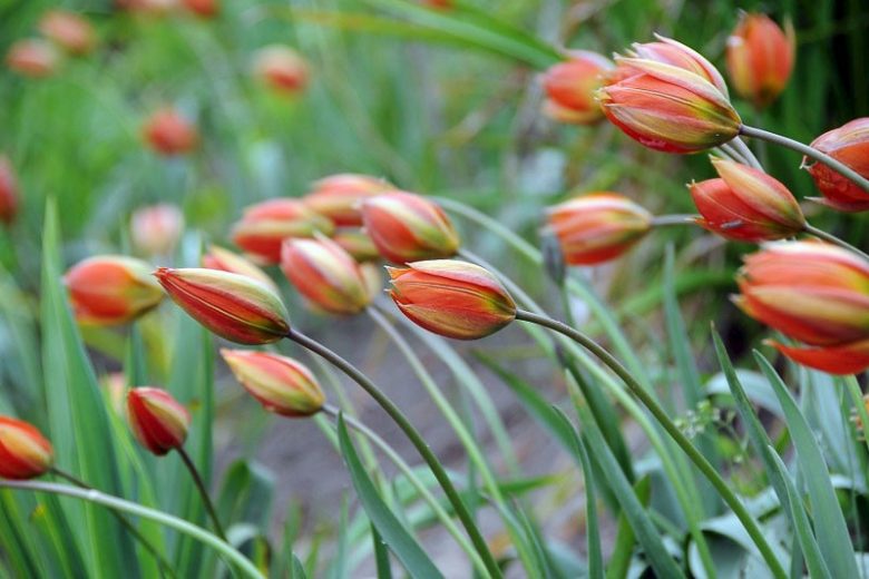 Tulipa Whittallii, Tulip Whittallii, Botanical Tulip, Tulip Species, Rock Garden Tulip, Wild Tulip
