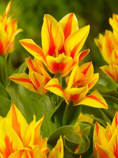 Tulipa 'Winnipeg',Tulip 'Winnipeg', Greigii Tulip 'Winnipeg', Greigii Tulips, Spring Bulbs, Spring Flowers, Tulipe 'Winnipeg', bicolor tulips