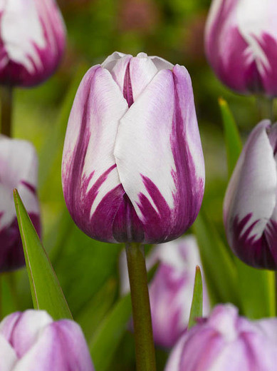 Zurel Tulip, Tulipa Zurel, Tulip 'Zurel', Triumph Tulip 'Zurel', Triumph Tulips, Spring Bulbs, Spring Flowers