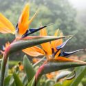 Strelitzia, Crane Flower, Bird of Paradise Flower, Strelitzia reginae, Strelitzia nicolai, Streliztia alba, Strelitzia juncea, Strelitzia caudata