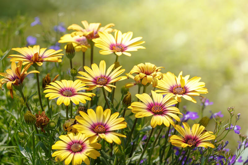 Wildflowers: The Perfect Flower Companion to Synthetic Turf - Perfect Turf