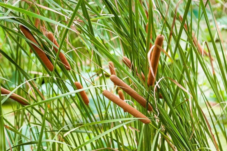 Typha angustifolia, Narrow-Leaved Cattail, Narrow-Leaved Reedmace, Small Reedmace, Soft Flag, Typha gracilis, Aquatic Plants, Plants for wet soils
