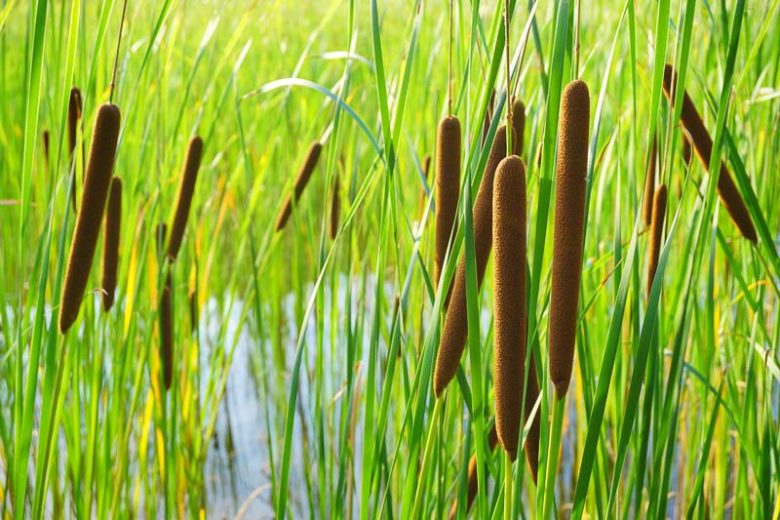 Typha latifolia, Broadleaf Cattail, Common Cattail, Great Reedmace, Bulrush, Cat's Tail, Cat Tail, March Beetle, Marsh Beetle, Water Torch, Pond plants, Aquatic Plants, Plants for wet soils