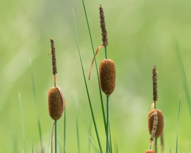 Typha minima, Dwarf Cattail, Miniature Cattail, Least Cattail, Pond plants, Aquatic Plants, Plants for wet soils