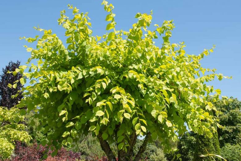 Ulmus glabra 'Lutescens', Golden Elm, Golden Wych Elm 'Lutescens', Camperdown Elm 'Lutescens', Tree with fall color, Fall color, Attractive bark Tree
