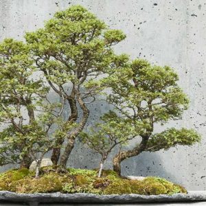 Ulmus parvifolia 'Seiju', Chinese Elm 'Seiju', Lacebark Elm 'Seiju', Tree with fall color, Fall color, Attractive bark Tree