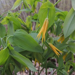 Uvularia grandiflora, Bellwort, Cornflower, Large-Flowered Bellwort, Merry Bells, Throat Root, Wood Daffodil, Yellow Flowers, Shade Perennial