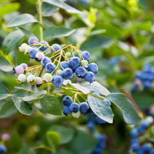 Vaccinium corymbosum, Highbush Blueberry, Blueberry, American Blueberry, Swamp Blueberry, Tall Blueberry, Berries, Blue Berries