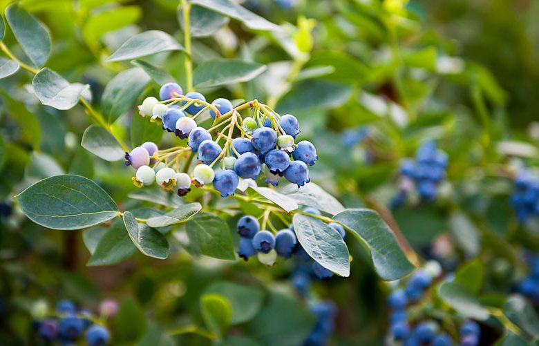 Vaccinium corymbosum, Highbush Blueberry, Blueberry, American Blueberry, Swamp Blueberry, Tall Blueberry, Berries, Blue Berries
