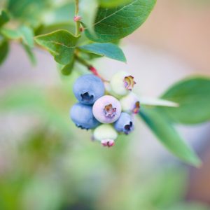 Vaccinium elliottii,  Elliott's Blueberry, High Bush Blueberry, Mayberry, Cyanococcus elliottii, Berries, Blue Berries