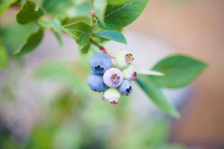 Vaccinium elliottii,  Elliott's Blueberry, High Bush Blueberry, Mayberry, Cyanococcus elliottii, Berries, Blue Berries