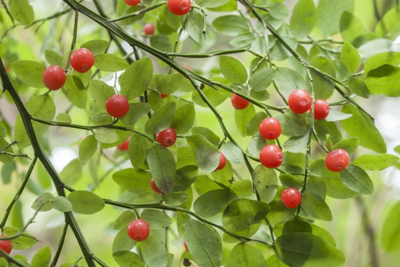 Vaccinium parvifolium, Red Blueberry, Red Huckleberry, Blueberries, Fruiting Shrubs, Red Berries