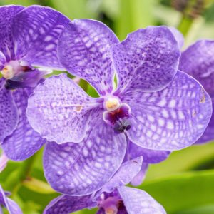 Vanda coerulea, Blue Vanda, Vanda caerulescens,, Blue Orchids, Fragrant Orchids, Easy Orchids, Easy to Grow Orchids