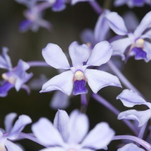 Vanda coerulescens, Sky Blue Vanda, Blue Orchids, Fragrant Orchids, Easy Orchids, Easy to Grow Orchids