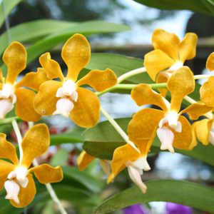 Vanda denisoniana, Lady Denison Londesborough's Vanda, Yellow Orchids, Fragrant Orchids, Easy Orchids, Easy to Grow Orchids
