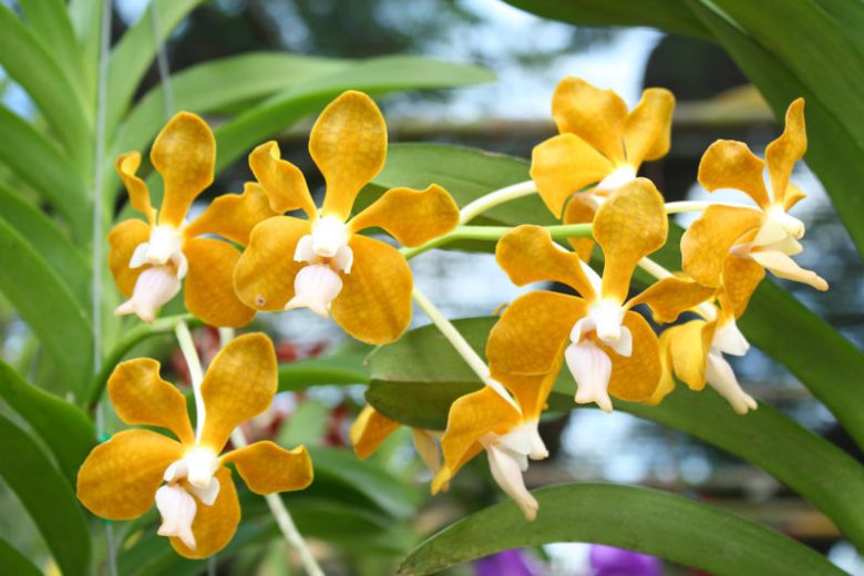 Vanda denisoniana, Lady Denison Londesborough's Vanda, Yellow Orchids, Fragrant Orchids, Easy Orchids, Easy to Grow Orchids