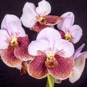Vanda sanderiana, Sanders Vanda, Waling-Waling, Esmeralda sanderiana, Euanthe sanderiana, Pink Orchids, Fragrant Orchids, Easy Orchids, Easy to Grow Orchids