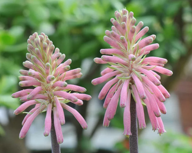 Veltheimia bracteata, Forest Lily, Unicorn Root, Cape Lily, Pink Flowers, Winter Flowers