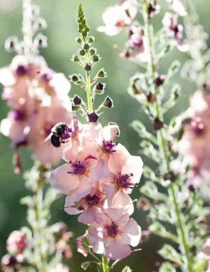 Verbascum 'Southern Charm', 'Southern Charm' Mullein, Verbascum x hybrida ‘Southern Charm’', cream flowers, Orange flowers, Yellow flowers, Architectural plants, Vertical Plants, Deer Tolerant perennials,