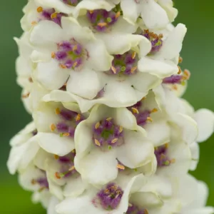 Verbascum Chaixii 'Album', White Nettle-Leaved Mullein, Verbascum Chaixii var. Album, White flowers, Architectural plants, Vertical Plants, Deer Tolerant perennials,