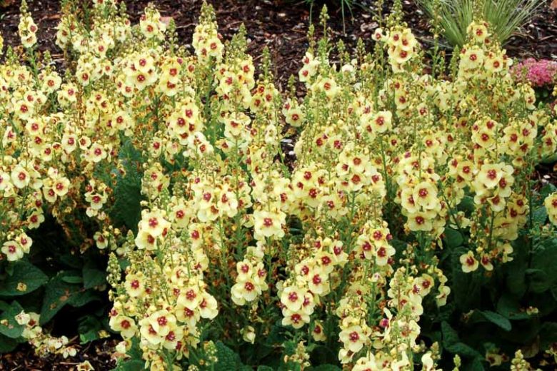 Verbascum 'Dark Eyes', Dark Eyes Mullein, Yellow flowers, Architectural plants, Vertical Plants, Deer Tolerant perennials,