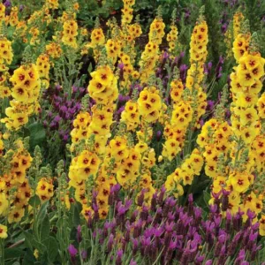 Verbascum 'Gold Nugget', Gold Nugget Mullein, Yellow flowers,  Architectural plants, Vertical Plants, Deer Tolerant perennials,