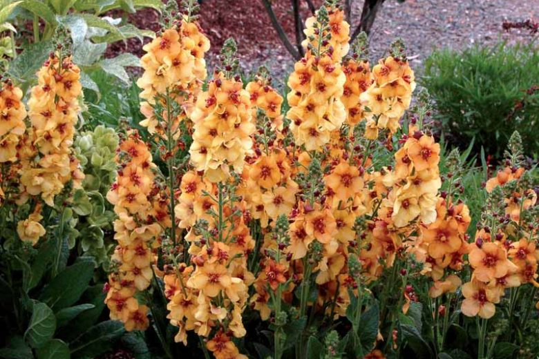 Verbascum 'Honey Dijon', Honey Dijon Mullein, Orange flowers, Yellow flowers,  Architectural plants, Vertical Plants, Deer Tolerant perennials,